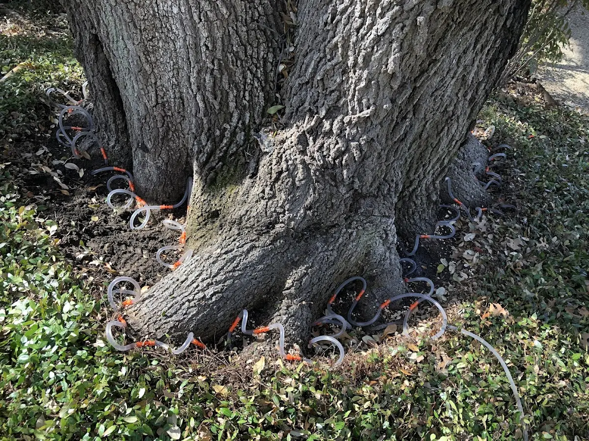 Detailed Tree Cabling and Bracing job site in Big Timber